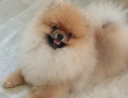 Pomeranian Boo - 7655