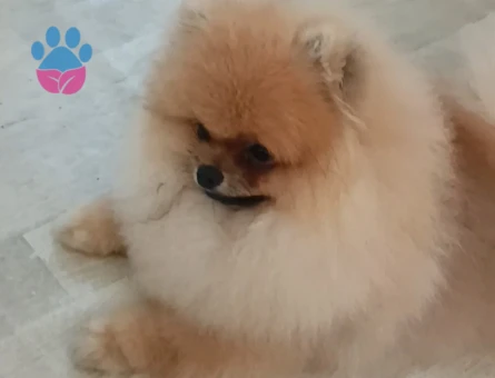 Pomeranian Boo - 7655 - Görsel 3