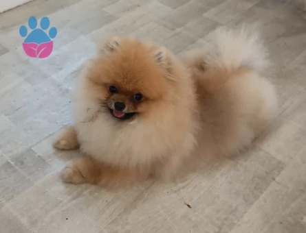 Pomeranian Boo - 7655 - Görsel 4
