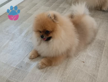 Pomeranian Boo - 7655 - Görsel 5