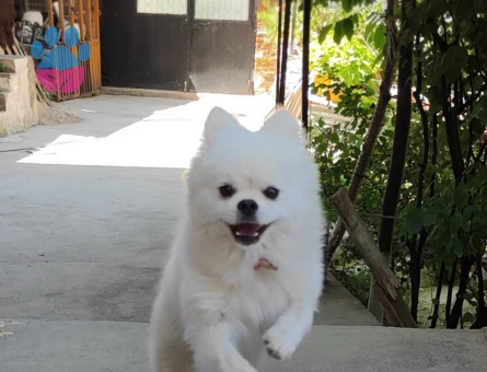 Yeni yuvasını arayan Pomeranian dostumuz - 7065 - Görsel 2