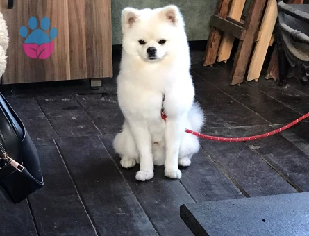 Yeni yuvasını arayan Pomeranian dostumuz - 7065 - Görsel 3