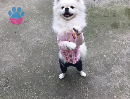 Yeni yuvasını arayan Pomeranian dostumuz - 7065 - Görsel 4
