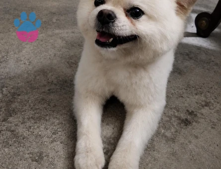 Yeni yuvasını arayan Pomeranian dostumuz - 7065 - Görsel 5
