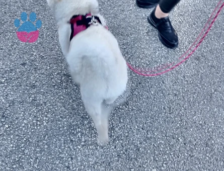 Yeni yuvasını arayan Pomeranian dostumuz - 7065 - Görsel 6