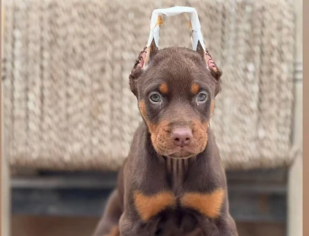 Kızıl Erkek Doberman Efsane Yavrumuz - 7657