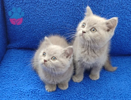 KAÇIRILMAZ PONÇİKLER YENİ YUVALARINI ARIYOR