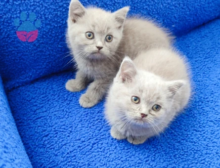 KAÇIRILMAZ PONÇİKLER YENİ YUVALARINI ARIYOR