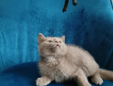 2 aylık british shorthair yavrularımız sahiplendirilecektir