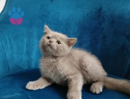 2 aylık british shorthair yavrularımız sahiplendirilecektir