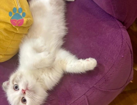 Satılık çok sevimli Scottish kedi yavrusu