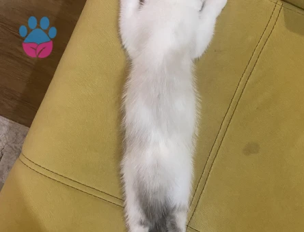 Satılık çok sevimli Scottish kedi yavrusu