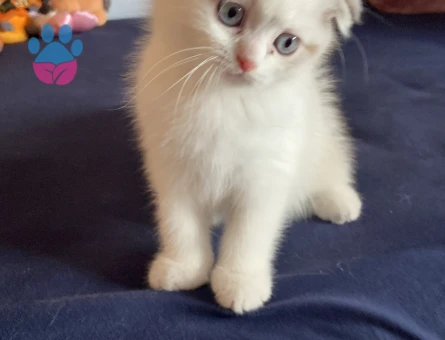 Satılık çok sevimli Scottish kedi yavrusu