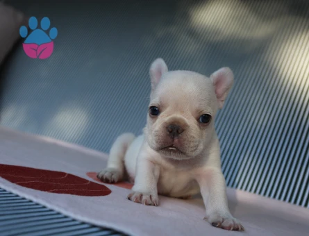EGZOTİK FRENCH BULLDOG YAVRULARIMIZ HARİKA RENKLER VE ANATOMİ