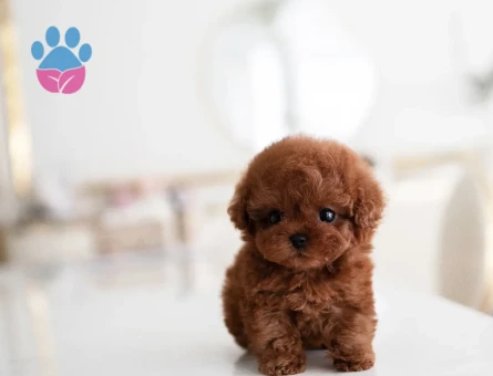 Kore Poodle - 9838 - Görsel 2