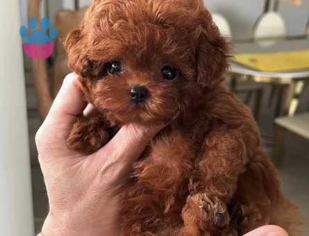 Efsane bebek Kore Poodle - 9839 - Görsel 2