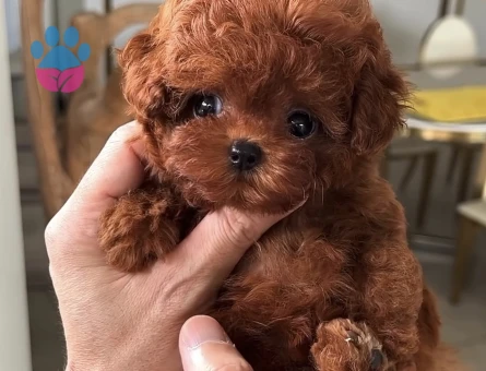 Efsane bebek Kore Poodle - 9839 - Görsel 3