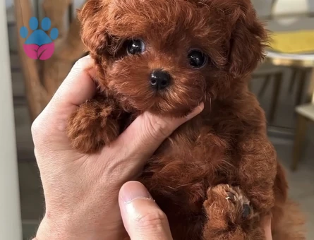 Efsane bebek Kore Poodle - 9839 - Görsel 4
