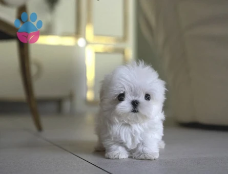 Kore maltese dünya şampiyonu - 9840 - Görsel 2