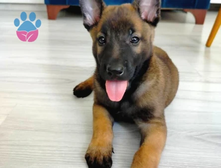 Dişi Erkek A Kalite Malinois Yavrularımız - 9841 - Görsel 4