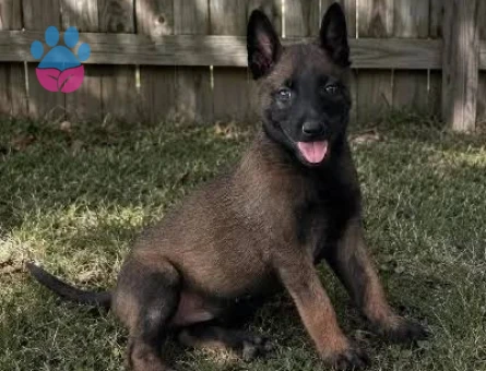 Eğitimli Belçika Malinois Yavru - 9842