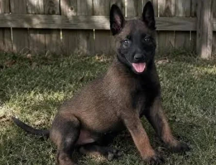 Eğitimli Belçika Malinois Yavru - 9842