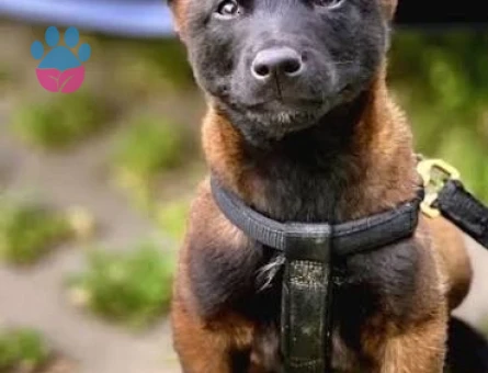 Safkan Belçika Malinois Yavruları - 9843 - Görsel 3
