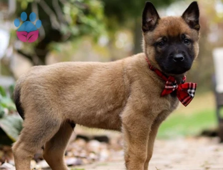 Belçika Malinois Yavruları şampiyon bebekler - 9847 - Görsel 2
