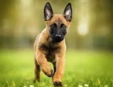 Safkan Belçika Malinois Yavruları Efsane bebek - 9848