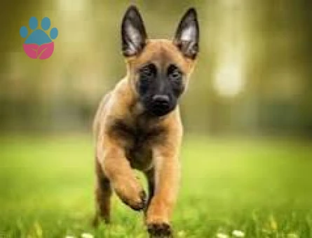 Safkan Belçika Malinois Yavruları Efsane bebek - 9848 - Görsel 3