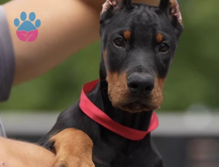 A Kalite Dişi Erkek Doberman şampiyon bebekler - 9851 - Görsel 4