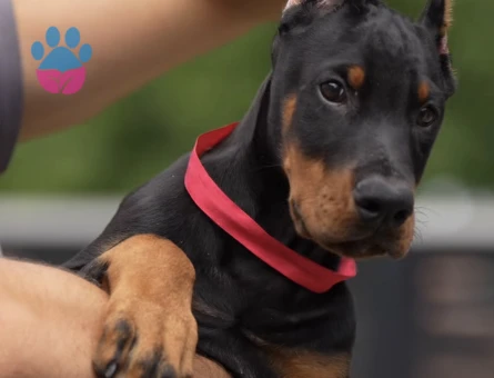 A Kalite Dişi Erkek Doberman şampiyon bebekler - 9851 - Görsel 3