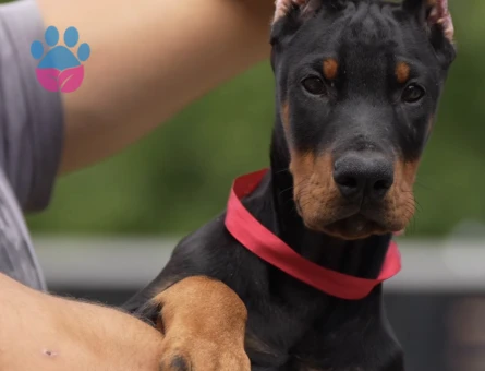 A Kalite Dişi Erkek Doberman şampiyon bebekler - 9851 - Görsel 2