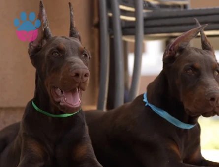 Üst Kalite King Doberman Yavrularım efsane bebekler - 9852
