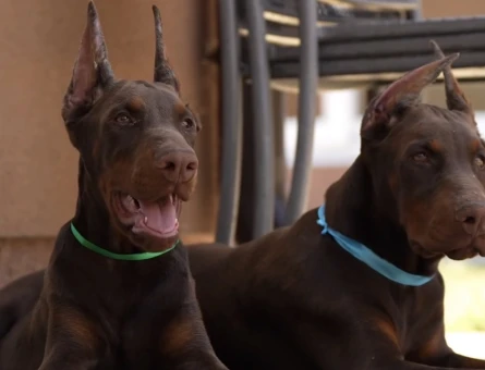 Üst Kalite King Doberman Yavrularım efsane bebekler - 9852