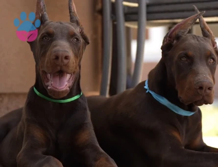 Üst Kalite King Doberman Yavrularım efsane bebekler - 9852 - Görsel 3