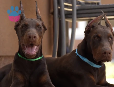 Üst Kalite King Doberman Yavrularım efsane bebekler - 9852 - Görsel 4