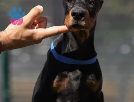 King Doberman Yavrularimiz eşi benzeri yok - 9853 - Görsel 2