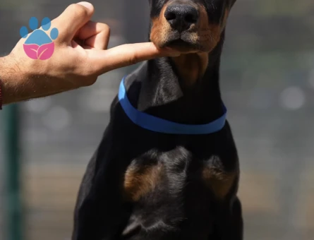 King Doberman Yavrularimiz eşi benzeri yok - 9853 - Görsel 4