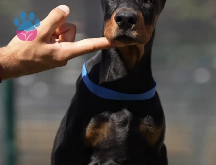 King Doberman Yavrularimiz eşi benzeri yok - 9853 - Görsel 3