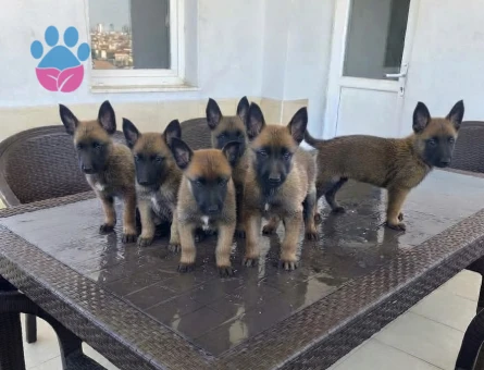 Belçika malinois - 9855 - Görsel 2