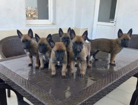 Belçika malinois - 9855
