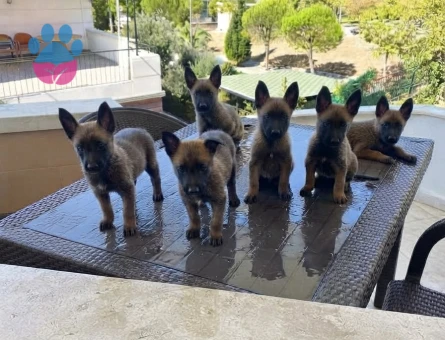 Belçika malinois - 9855 - Görsel 3