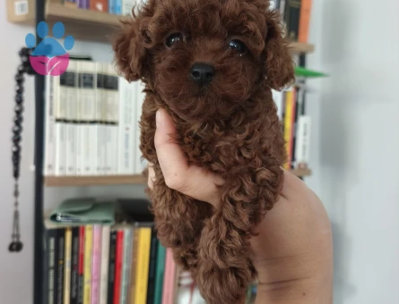 Tüy Dökmeyen Poodle bebekler - 9856