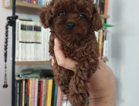 Tüy Dökmeyen Poodle bebekler - 9856