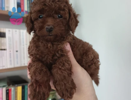 Tüy Dökmeyen Poodle bebekler - 9856 - Görsel 4