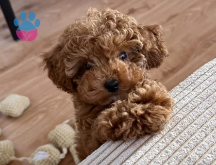 Kore Poodle yavrularım sağlık garantili - 9860 - Görsel 3