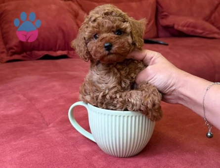 Kore Poodle yavrularım sağlık garantili. - 9860