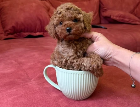 Kore Poodle yavrularım sağlık garantili. - 9860