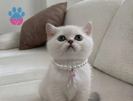 British shorthair blue point - 9861 - Görsel 2